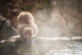 Japanese Snow monkey drink hot spring water Royalty Free Stock Photo