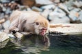 Japanese snow monkey  drink hot spring water in winter Royalty Free Stock Photo