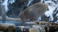 Japanese snow monkey drinking water in onsen hot springs at winter. Macaques Royalty Free Stock Photo