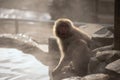 Japanese Snow monkey family by hot spring at sunset in Jigokudani Royalty Free Stock Photo