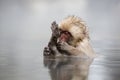 Japanese snow monkey Royalty Free Stock Photo