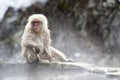 Japanese snow monkey Royalty Free Stock Photo