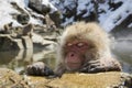 Japanese snow monkey Royalty Free Stock Photo