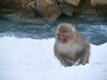 Japanese snow monkey Royalty Free Stock Photo