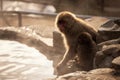 Japanese Snow monkey of Jigokudani Park Royalty Free Stock Photo