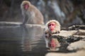 Japanese Snow monkey Macaque bath on hot spring pool, Jigokudani Royalty Free Stock Photo