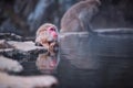 Japanese Snow monkey Macaque bath and relax on hot spring onsen Royalty Free Stock Photo