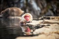 Snow monkey in hot spring, Yamanouchi Royalty Free Stock Photo