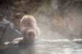 Japanese Snow monkey Macaque drink water at pool, Nagano Royalty Free Stock Photo