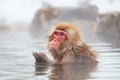 Japanese Snow monkey Macaque in hot spring Onsen Jigokudan Park, Nakano, Japan Royalty Free Stock Photo