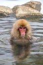 Japanese Snow monkey Macaque in hot spring Onsen Jigokudan Park, Nakano, Japan Royalty Free Stock Photo