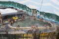 Japanese Snow monkey Macaque in hot spring On-sen , Hakodate, Japan Royalty Free Stock Photo