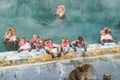 Japanese Snow monkey Macaque in hot spring On-sen , Hakodate, Japan Royalty Free Stock Photo