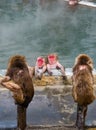 Japanese Snow monkey Macaque in hot spring On-sen , Hakodate, Japan Royalty Free Stock Photo