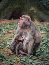 Japanese snow monkey mother with its baby sitting in the grass Royalty Free Stock Photo