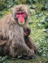 Japanese snow monkey mother with its baby Royalty Free Stock Photo