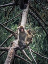 Japanese snow monkey mother with its baby sitting on a tree Royalty Free Stock Photo