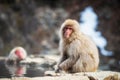 Japanese Snow monkey near hot spring Royalty Free Stock Photo