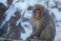 Japanese snow monkey near of onsen hot springs at winter. Wild macaque Japan
