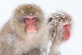 Japanese Snow Monkey - Portrait Royalty Free Stock Photo