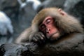 Japanese snow monkey sleeping in hot springs. Amazing wildlife. Generative Ai