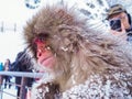 Japanese Snow monkey snow winter lonely feeling Nakano, Japan Royalty Free Stock Photo