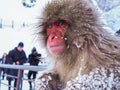 Japanese Snow monkey snow winter lonely feeling Nakano, Japan Royalty Free Stock Photo