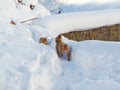 Japanese Snow monkey snow winter season in hot spring Onsaen , animal wildlife nature creature Jigokudan Park, Nakano, Japan Royalty Free Stock Photo