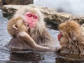 Japanese Snow Monkeys