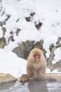 Japanese snow monkeys grooming in hot pool Japanese Macaque, Jigokudani Monkey Park, Nagano, Snow monkey