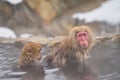 Japanese snow monkeys grooming in hot pool Japanese Macaque, Jigokudani Monkey Park, Nagano, Snow monkey Royalty Free Stock Photo