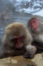 Japanese Snow Monkeys