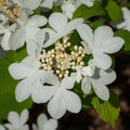 Japanese snowball, Viburnum plicatum