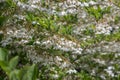 Japanese snowbell Styrax japonicus Fragrant Fountain, abundance of white flowers