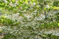 Japanese snowbell Styrax japonicus Fragrant Fountain, white flower