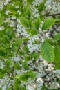 Japanese snowbell Styrax japonicus Fragrant Fountain, sea of white flowers