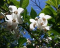 Japanese Snowbell Tree Royalty Free Stock Photo