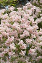 Japanese snowflower bush, with light pink blossoms Royalty Free Stock Photo