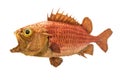 Japanese soldierfish Ostichthys japonicus. Soldier fish specimen on white background