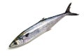 Japanese spanish mackerel