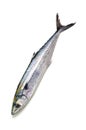 Japanese spanish mackerel Royalty Free Stock Photo