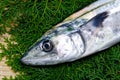 Japanese spanish mackerel Royalty Free Stock Photo