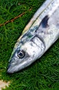 Japanese spanish mackerel Royalty Free Stock Photo