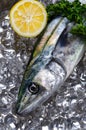 Japanese spanish mackerel Royalty Free Stock Photo