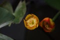 Japanese Spatterdock in the pond