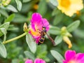Parancistrocerus potter wasp in a flower garden 8