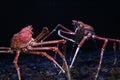 Japanese spider crab