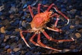 Japanese spider crab Macrocheira kaempferi