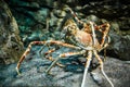Japanese spider crab - (Macrocheira kaempferi)