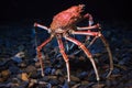 Japanese spider crab Macrocheira kaempferi